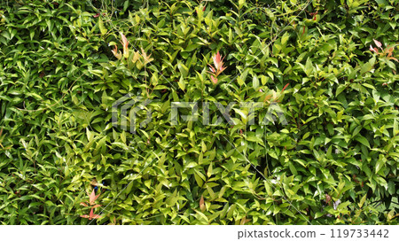 Dense of green leaves wall texture and backdrop, vertical garden, nature background wallpaper. Syzygium australe, brush cherry, scrub cherry, creek lilly pilly, creek satinash, or watergum. Dense of green leaves wall texture and backdrop, vertical garden, nature background wallpaper. Syzygium australe, brush cherry, scrub cherry, creek lilly pilly, creek satinash, or watergum. 119733442