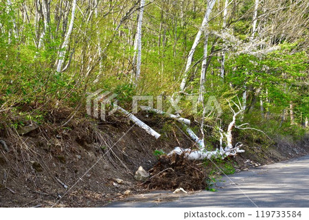 Image of fallen tree 119733584