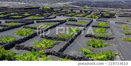 La Geria vineyard on black volcanic soil. La Geria vineyard on black volcanic soil. 119733610