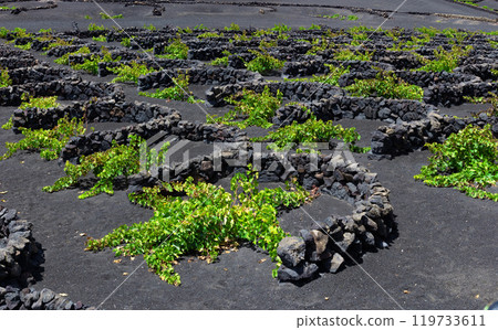 La Geria vineyard on black volcanic soil. 119733611
