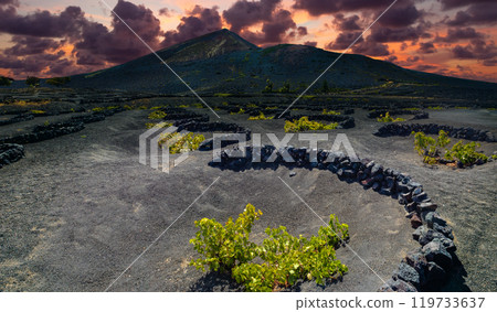 La Geria vineyard on black volcanic soil. 119733637