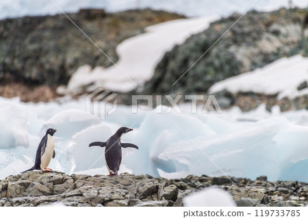 Impression of the Adelie Penguin Colony at the fish islands 119733785