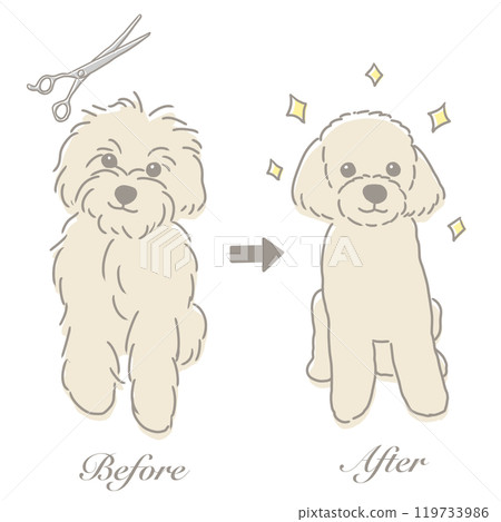 Illustration of a toy poodle before and after trimming 119733986