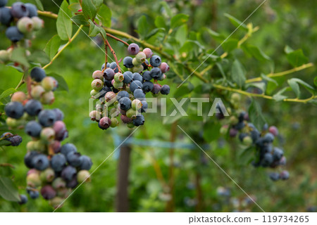 Freshly Picked Blueberries Ready for Harvest: Natures Sweet Delight. 119734265