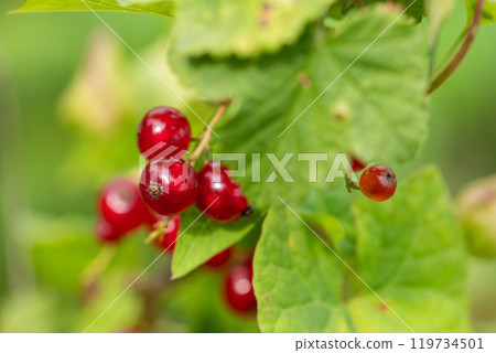 Freshly Picked Blueberries Ready for Harvest: Natures Sweet Delight. Freshly Picked Blueberries Ready for Harvest: Natures Sweet Delight. 119734501
