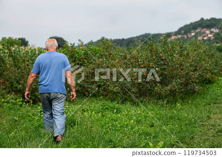 Senior Farmer Walking Through His Fields of Corn, Raspberries, and Blueberries. 119734503