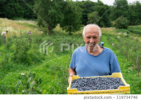Senior Farmer Carrying a Basket of Freshly Picked Blueberries from His Farm. Senior Farmer Carrying a Basket of Freshly Picked Blueberries from His Farm. 119734746