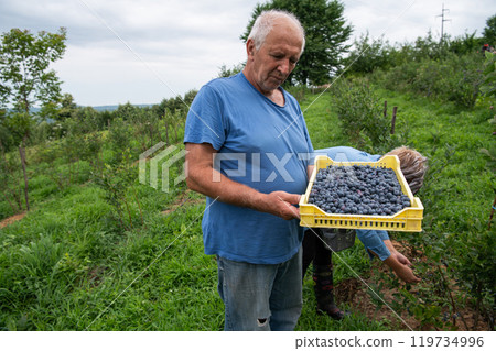 Senior Farmer Carrying a Basket of Freshly Picked Blueberries from His Farm. 119734996