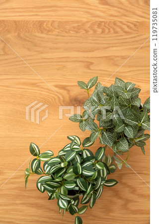 假綠色室內植物木紋背景 假綠色室內植物木紋背景 119735081