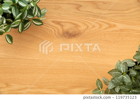 假綠色室內植物木紋背景 119735123