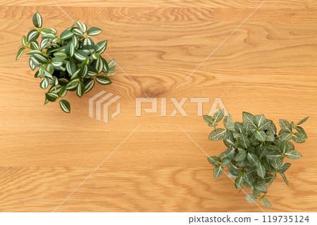 假綠色室內植物木紋背景 假綠色室內植物木紋背景 119735124