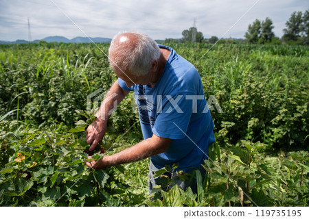 Senior Farmer Carefully Inspecting His Blueberry Farm to Ensure Quality and Progress Senior Farmer Carefully Inspecting His Blueberry Farm to Ensure Quality and Progress 119735195