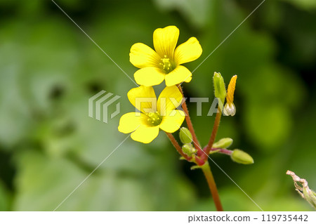 Young leaves of Buttercup, also known as buttercup Ranunculaceae 119735442