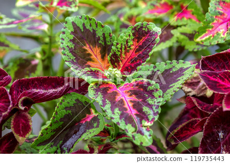 The beauty of the shape of the coleus plant, whose Japanese name is Kinran shiso The beauty of the shape of the coleus plant, whose Japanese name is Kinran shiso 119735443