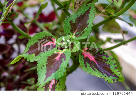 The beauty of the shape of the coleus plant, whose Japanese name is Kinran shiso The beauty of the shape of the coleus plant, whose Japanese name is Kinran shiso 119735444