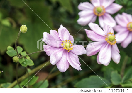 Pink autumn chrysanthemum (Shuumeigiku) also known as Kibunegiku 119735445