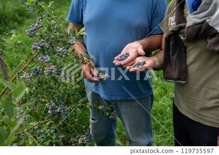 Father and Son Farmers Inspecting the Quality of Their Blueberry Harvest Together. Father and Son Farmers Inspecting the Quality of Their Blueberry Harvest Together. 119735597