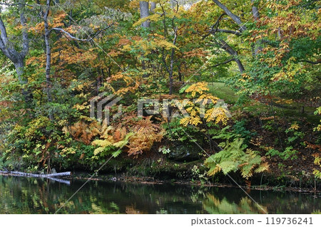 Autumn leaves reflected on the water Autumn leaves reflected on the water 119736241