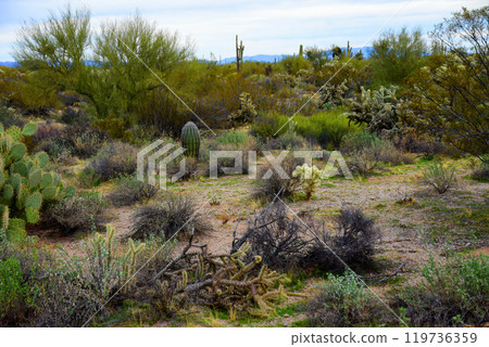 Central Sonora Desert Arizona 119736359