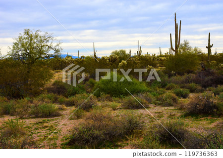 Central Sonora Desert Arizona 119736363