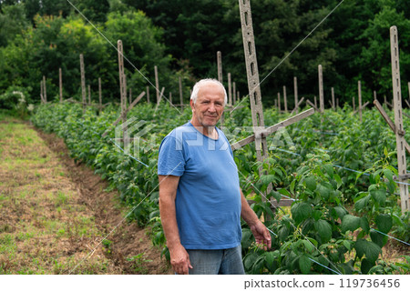 Senior Farmer Carefully Inspecting His Blueberry Farm to Ensure Quality and Progress Senior Farmer Carefully Inspecting His Blueberry Farm to Ensure Quality and Progress 119736456