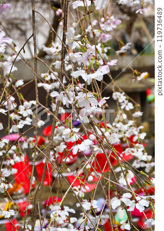 Kyoto, Shiunzan Chohoji Temple, Jizo statue at the hexagonal hall and weeping cherry blossoms (Nakagyo Ward, Kyoto City) Kyoto, Shiunzan Chohoji Temple, Jizo statue at the hexagonal hall and weeping cherry blossoms (Nakagyo Ward, Kyoto City) 119736489