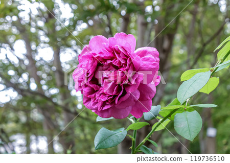 英國玫瑰，黑暗女士 [薔薇科] 119736510