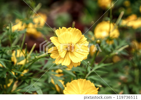 波斯菊(Cosmos)是菊科波斯菊屬的多年生植物。 波斯菊(Cosmos)是菊科波斯菊屬的多年生植物。 119736511