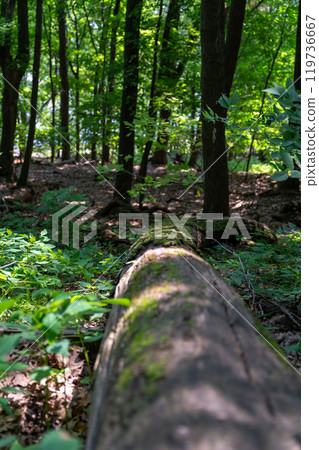 Green forest at Frontenac State Park on a sunny day near Frontenac, Minnesota. 119736667