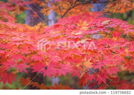 Maple leaf in autumn for background or copy space for text. 119736682