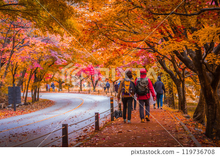 Autumn in Korea, Colorful autumn with beautiful maple leaf at Naejangsan national park, South Korea. Autumn in Korea, Colorful autumn with beautiful maple leaf at Naejangsan national park, South Korea. 119736708