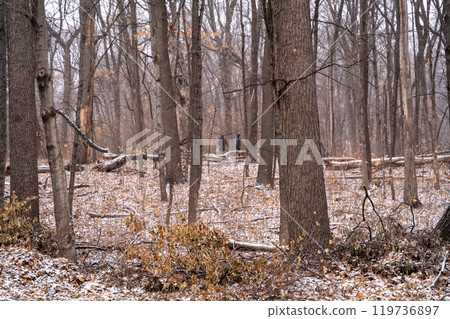 Dormant and dead trees with snow in a forest during a cold Minnesota winter. 119736897