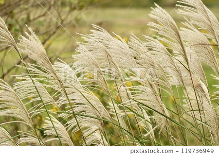 Pampas grass shining in the autumn sun 119736949