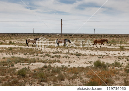 Three horses walk along the railway in the steppe of Kazakhstan. Horses on a pasture Three horses walk along the railway in the steppe of Kazakhstan. Horses on a pasture 119736960