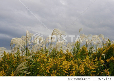 日本蒲葦和黃花在秋天的天空中搖曳 119737163