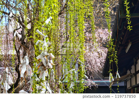 Kyoto Shiunzan Chohoji Temple Rokkakudo Beautiful weeping cherry blossoms and hexagonal willows (Nakagyo Ward, Kyoto City) 119737850