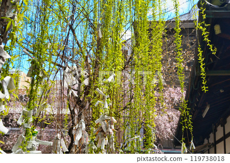 京都紫雲山長法寺六角堂美麗的垂櫻和六角柳(京都市中京區) 京都紫雲山長法寺六角堂美麗的垂櫻和六角柳(京都市中京區) 119738018