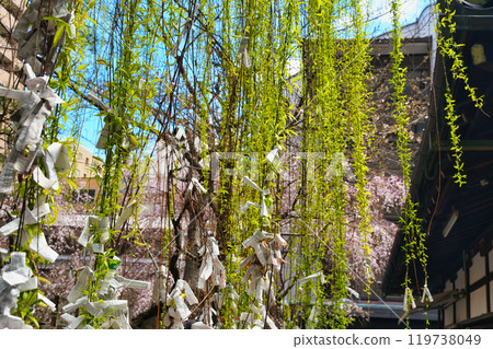 Kyoto Shiunzan Chohoji Temple Rokkakudo Beautiful weeping cherry blossoms and hexagonal willows (Nakagyo Ward, Kyoto City) 119738049