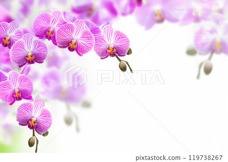 dreamy orchids garden with multicolored flowers natural wilderness dreamy orchids garden with multicolored flowers natural wilderness 119738267