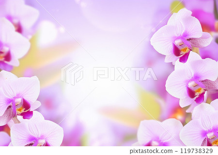 dreamy orchids garden with multicolored flowers natural wilderness 119738329