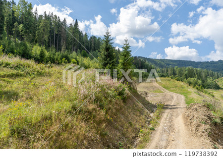 Dirt road in the forest 119738392
