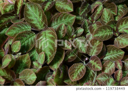 Episcia (Gesneriaceae, genus Caprifoliaceae) leaves 119738449