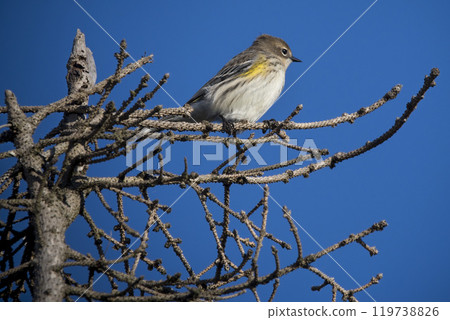Yellow-rumped warbler perched on clear day in Nova Scotia Yellow-rumped warbler perched on clear day in Nova Scotia 119738826