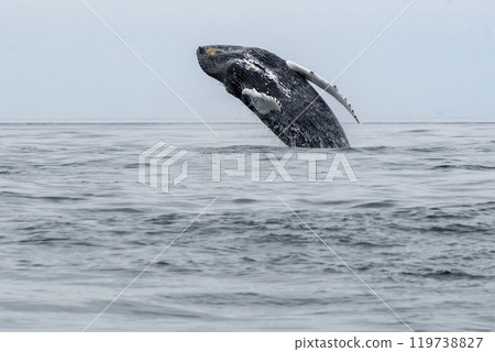 Breaching humpbacked whale in the Bay of Fundy Nova Scotia Breaching humpbacked whale in the Bay of Fundy Nova Scotia 119738827