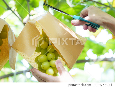 Shine Muscat Grape Picking Shine Muscat Grape Picking 119738971