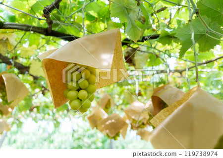 Scenery of an orchard with ripening Shine Muscat grapes 119738974