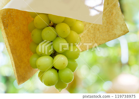 Grapes in the orchard: Ripe Shine Muscat grapes Grapes in the orchard: Ripe Shine Muscat grapes 119738975