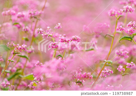紅蕎麥花 紅蕎麥花 119738987