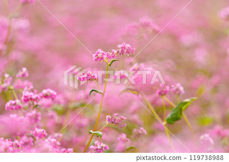 Red buckwheat flowers Red buckwheat flowers 119738988