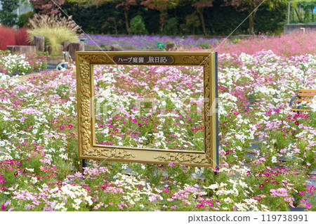A photo spot in a garden where cosmos bloom in abundance (Herb Garden Travel Diary Katsunuma Garden / Yamanashi Prefecture) 119738991